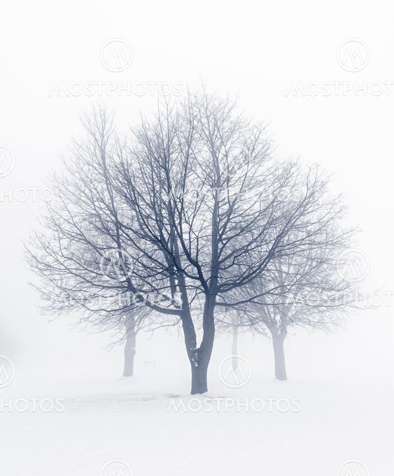 Winter trees in fog
