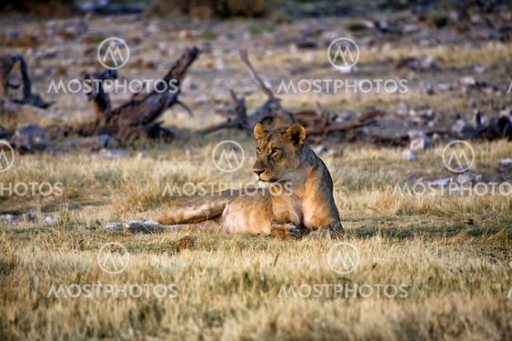 lioness in etosha national park namibia africa