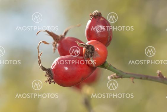 Rosehip berries in a small cluster