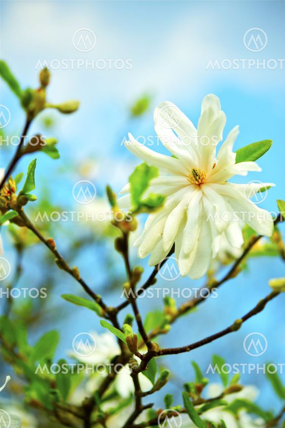 Star Magnolia -Stellata