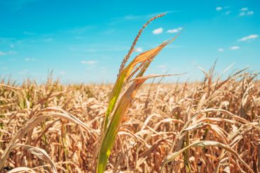 Corn stalks with tassel in cultivated agricultural...