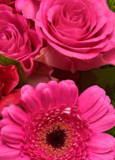 Daisy, gift and rose with bouquet of flowers for...