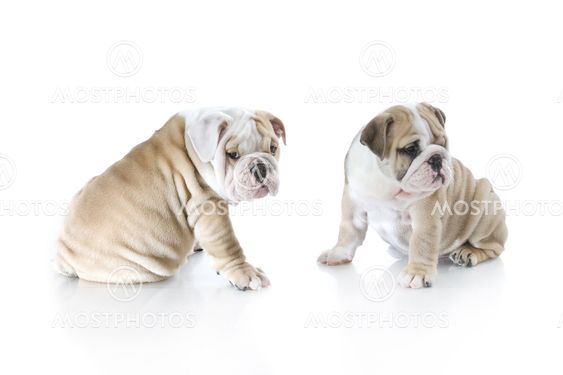 Cute english bulldog puppies isolated