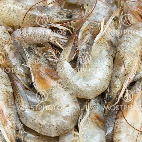 Fresh shrimps use as food background