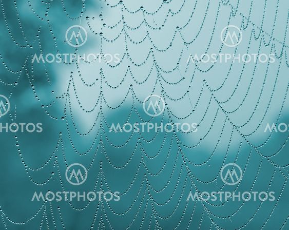 spiderweb