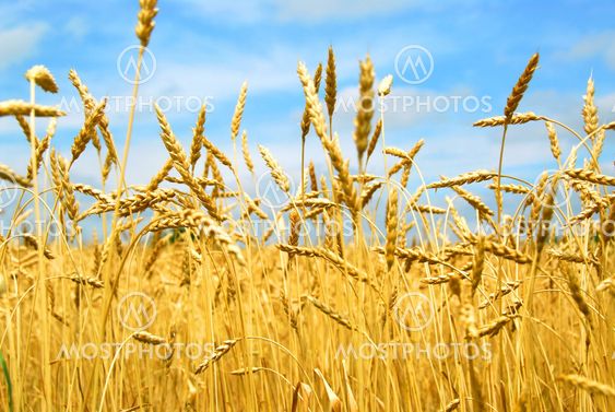 Grain field