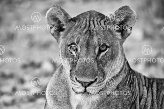 a white and black face of a lion at etosha national park namibia africa