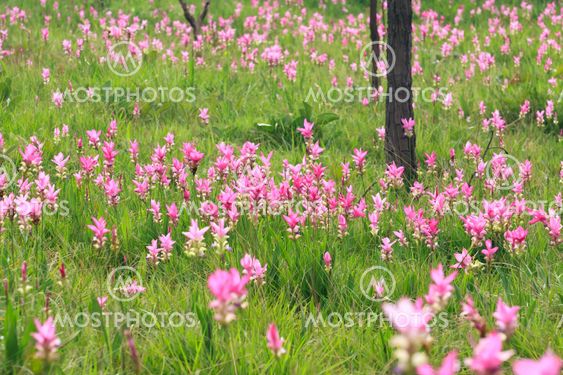 Pink field of Siam tulip