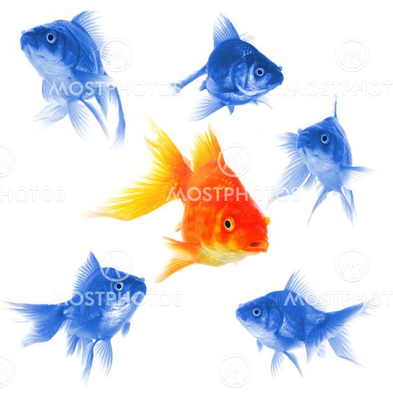 individual goldfish