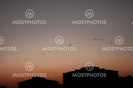 Birds and Sky