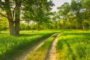 Road, path, way, lane in summer green forest