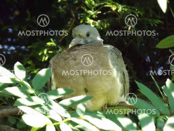 baby pigeon resting