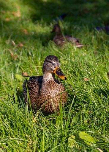wild ducks walking on the green grass in the summer season