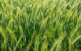 Field of green barley, agricultural concept.