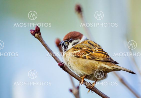 Eurasian Tree Sparrow