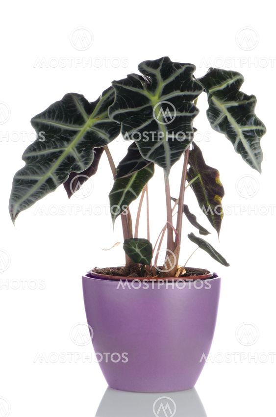 Houseplant