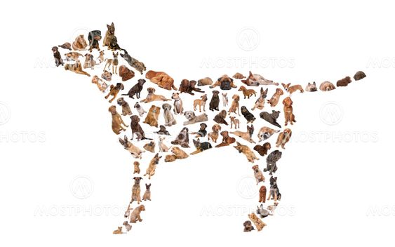 silhouette of a dog