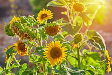 Bright Sunflowers in Bloom with Warm Sunlight