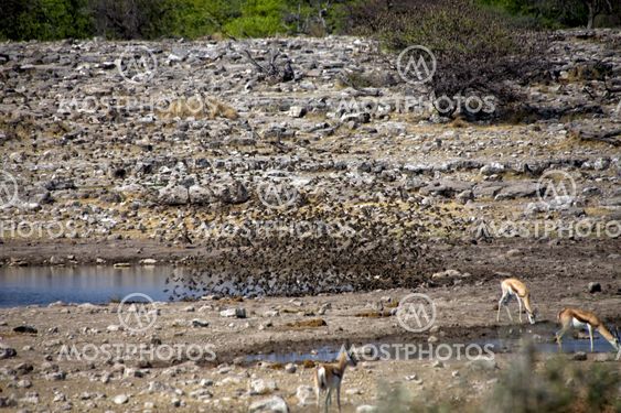 birds drinking water in a waterhole at etosha national park
