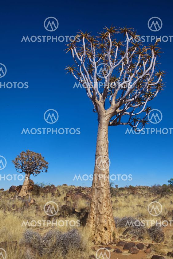two quiver trees at quiver tree forest namibia