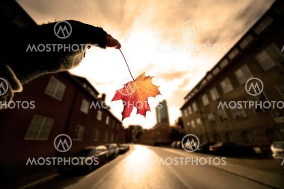 Fall In 021