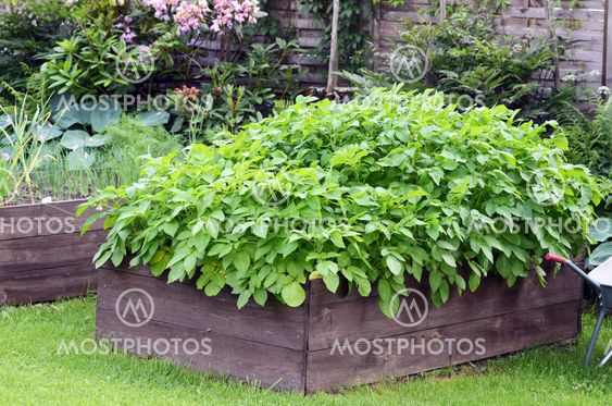 Potatoes