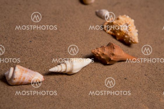 sea shells with sand as background