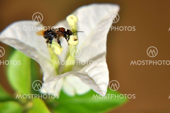 bee and flower