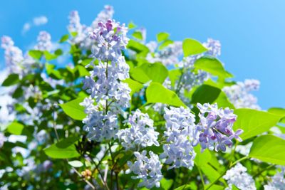 Blooming Lilac in spring