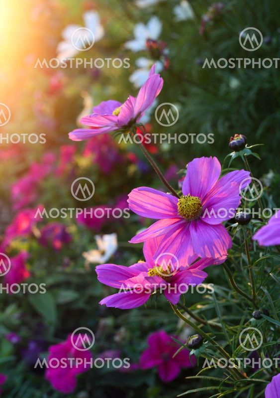 Beautiful Cosmos flowers with sunlight