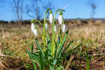 Blooming snowdrops in early spring