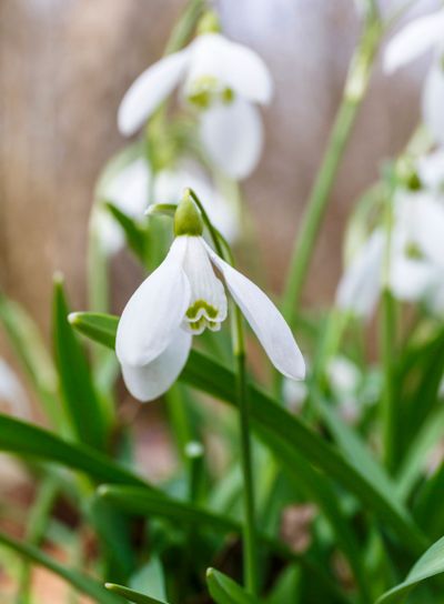Snowdrops in early spring