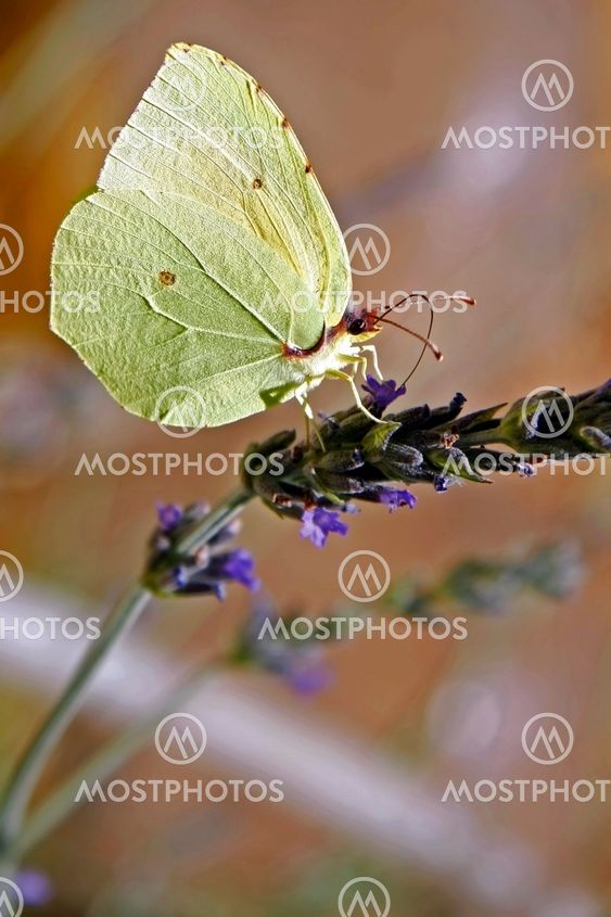yellow butterfly