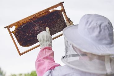 Farm, beekeeper and harvesting of honey, bees and...