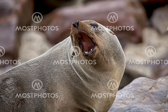 fur seal screaming on the beach at cape cross seal reserve namibia africa near the skeleton coast