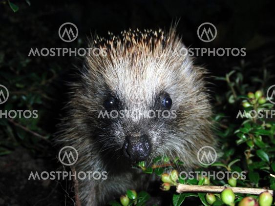 European hedgehog(Piggsvin/Igelkott)