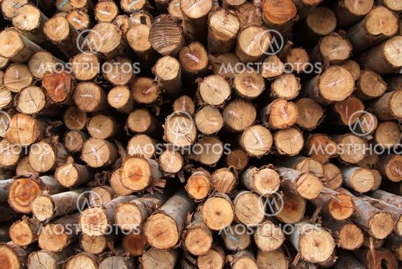 A pile of wood.