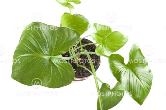 indoor plants closeup