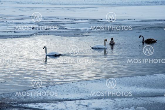 Swans in winter seascape