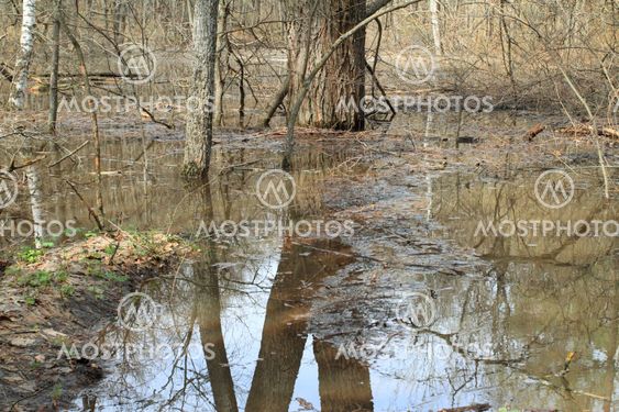 bottling timber lake in spring wood