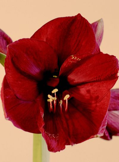 Red amaryllis 2