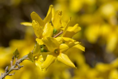 Yellow blossoms of forsythia 