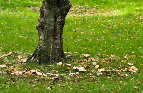 Birch tree with fairy ...