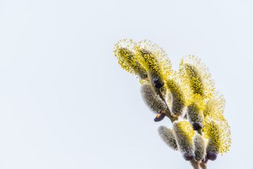 Nature awakes in spring. Blooming willow twigs and furry...