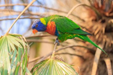 Rainbow lorikeet, Trichoglossus moluccanus, bird perched