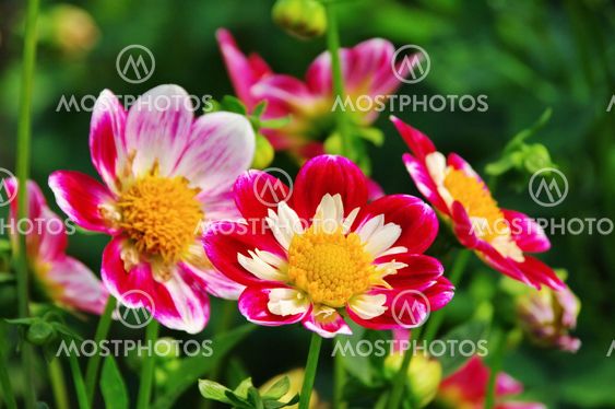 Dahlie - Dahlia 154