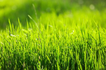 Lush green grass swaying gently under the bright...
