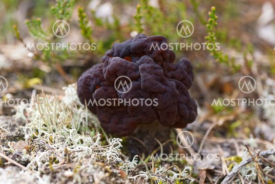 False Morel - Gyromitra esculenta