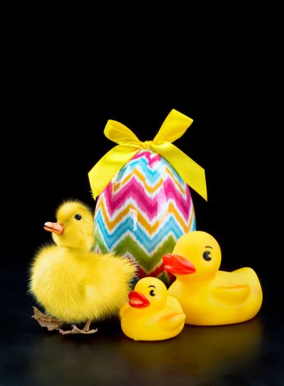 Cute Easter Duck.