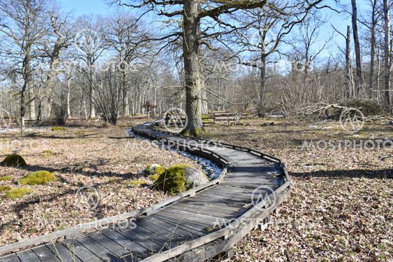 Slingrande vandringsled genom Halltorps Hage på Öland